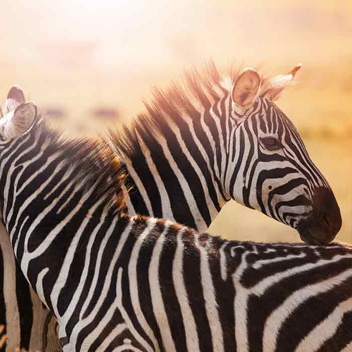 Animal Art
